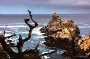 Point Lobos-3307.jpg Point Lobos-3307.jpg